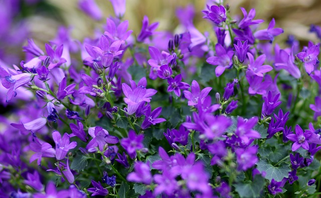 Lobelia