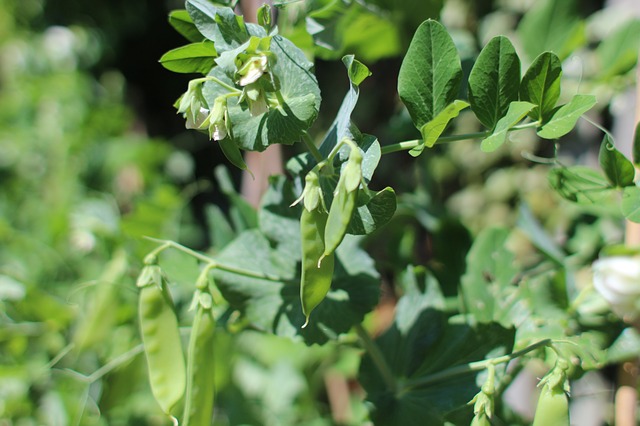 Grean Peas - Expensive Vegetable To Grow