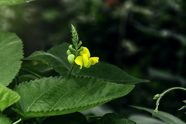 Mung Bean flower