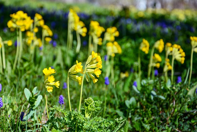 Evening Primrose: