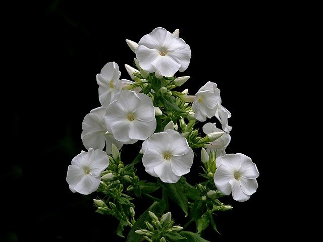 Night Phlox: