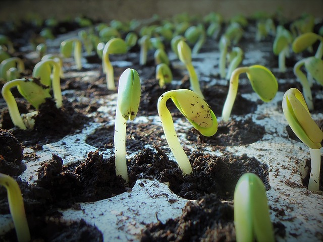 Germinating Soybeans For Classroom Project