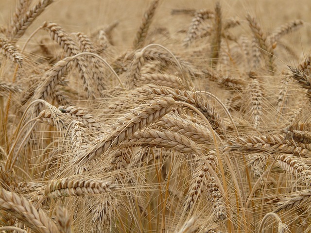 Wheat Plant