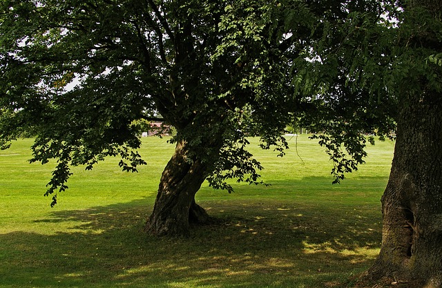 Linden Tree