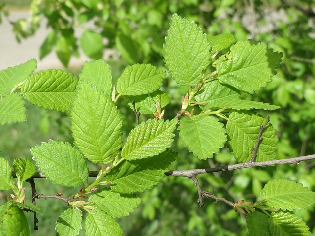 Trees To Control Dust Pollution