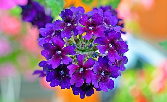 Verbena In Hanging Baskets