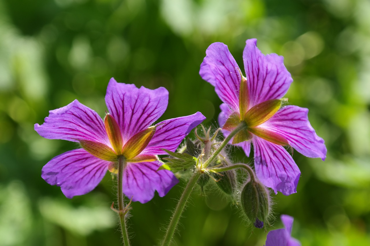 365 Days Flowering Plants In India Flowers That Bloom In All Seasons