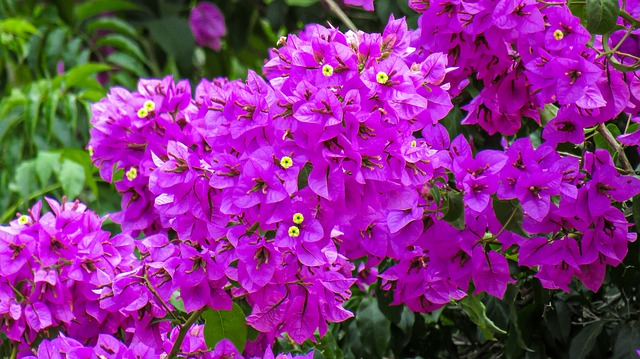 365 Days Flowering Plants in India | Flowers That Bloom in all Seasons