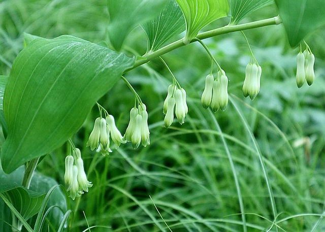 365 Days Flowering Plants in India | Flowers That Bloom in all Seasons