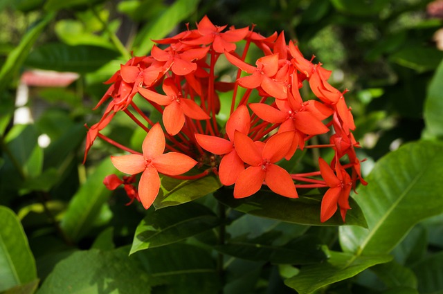 365 Days Flowering Plants in India | Flowers That Bloom in all Seasons