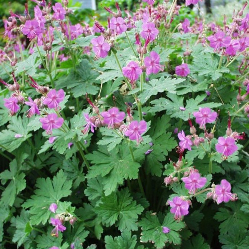 Bigroot Geranium