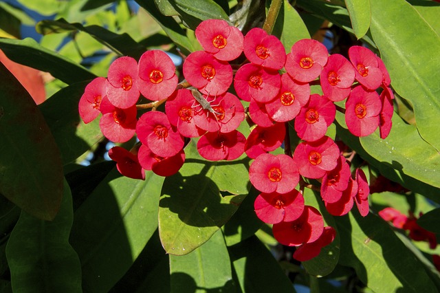 365 Days Flowering Plants In India Flowers That Bloom In All Seasons