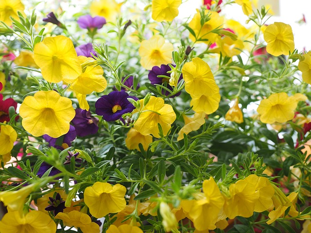 Million Bells Hanging Basket