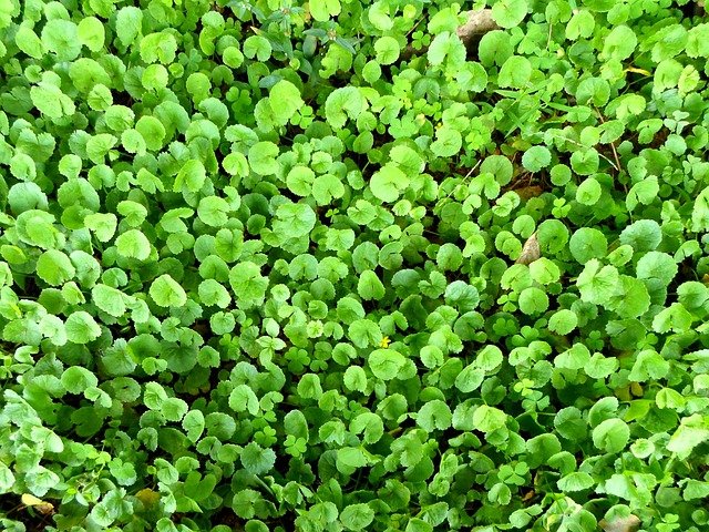 Asiatic pennywort (Centella Asiatica)