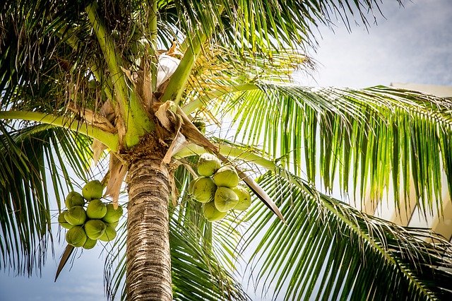 Coconuts