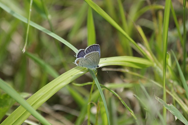 Gossamer grass