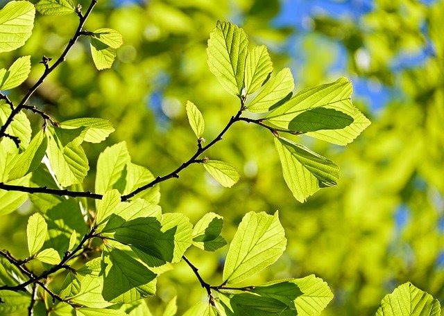 Oak trees