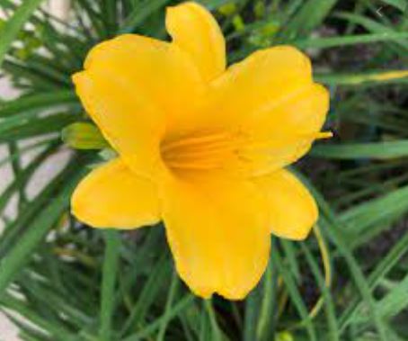 Dwarf Daylily