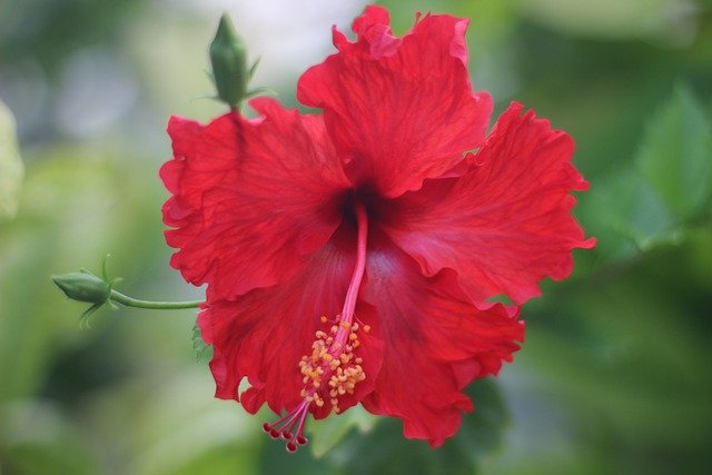 China rose (Hibiscus rosa-sinensis)