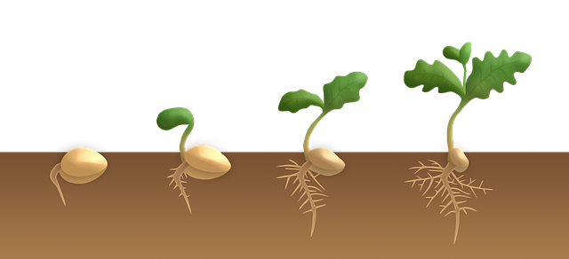 50 Examples of Monocot & Dicot Plants (With Images)