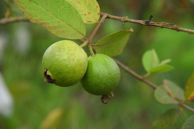 Guava (Psidiumguajava)