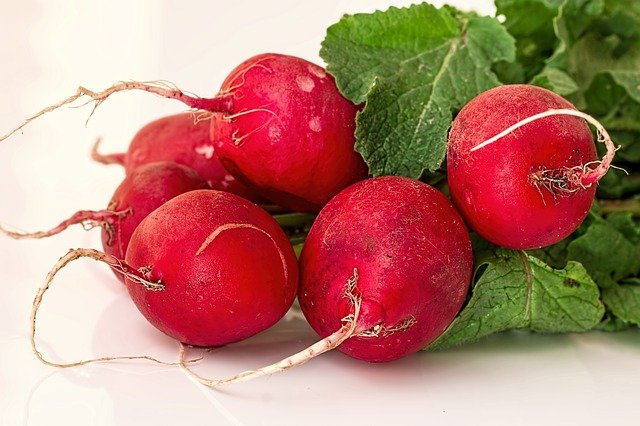 Radish (Raphanussativus)