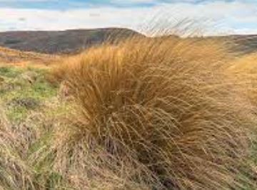 Red tussock