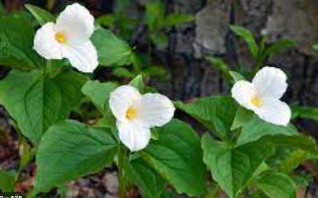 White Trillium