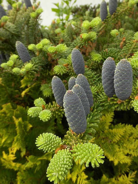 Cupressus Gymnosperm Plants 