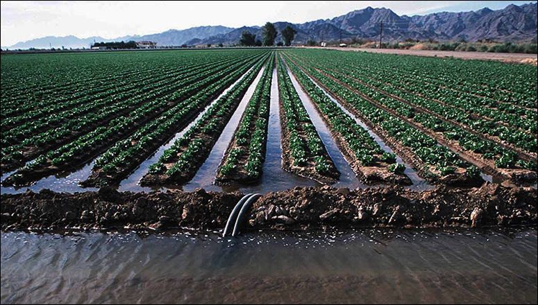Surface irrigation: