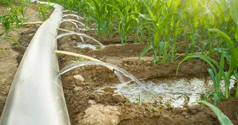 Furrow irrigation: