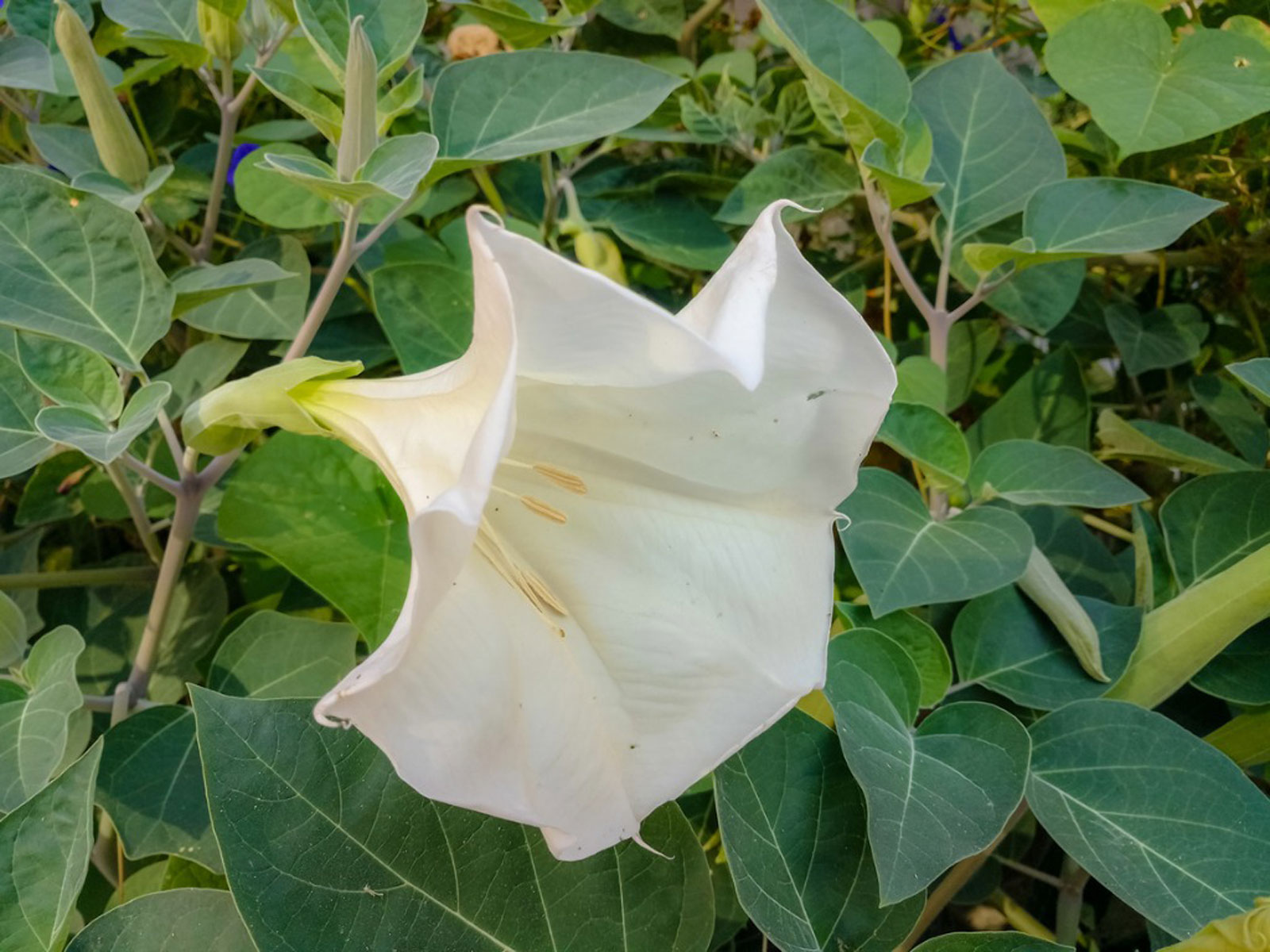 Datura: