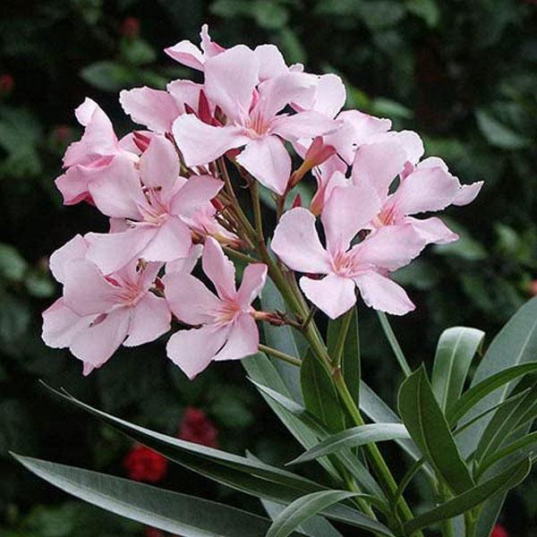 Oleander plant care india