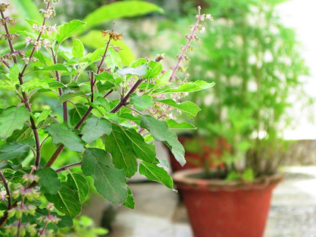 Krishna Tulsi Plant Care India