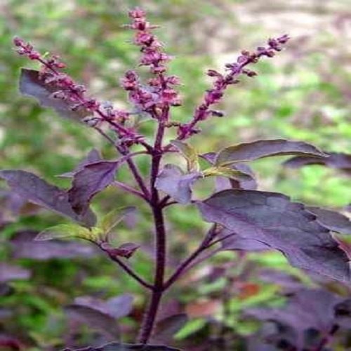 Krishna tulsi plant care: