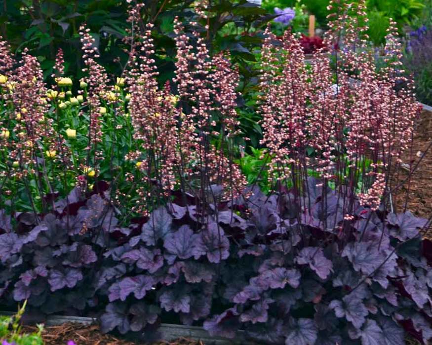 Heuchera: