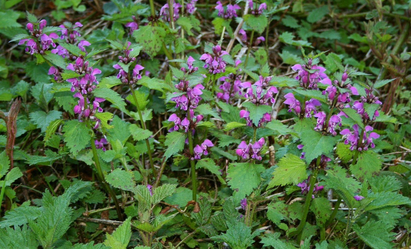 Lamium maculatum: