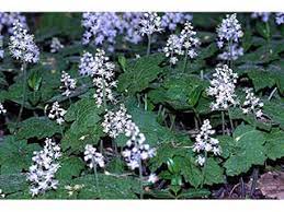 Tiarella cordifolia: