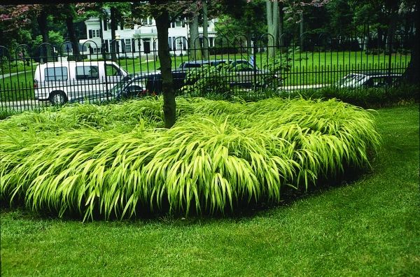 Hakenochloa: