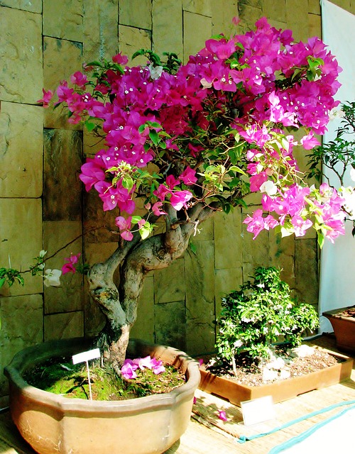 How to Grow Bougainvillea in a Pot?